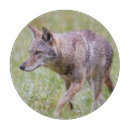 Buscar latrans del canis Superstock