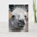 Buscar malo tarjetas Animales