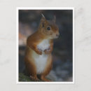 Buscar ardilla roja postales Adorable