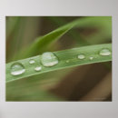 Buscar clima tropical posters Horizontal