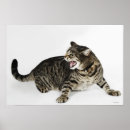 Buscar silbido posters Gatos
