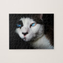 Buscar housecat Adorable