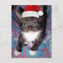 Buscar humor navidad postales 9 º gata