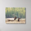 Buscar toro lienzos Danita delimont