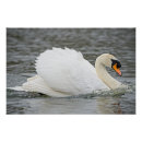 Buscar cisne blanco posters Lago