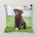 Buscar pelota de tenis cojines Cachorro