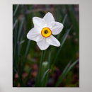Buscar narciso posters Primavera