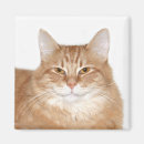 Buscar sonrisa del gato imanes Naranja