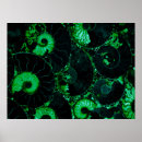 Buscar nautilus posters Shell
