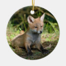 Buscar wildlife Zorro