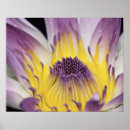 Buscar nympheas posters Flor