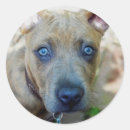 Buscar bully pegatinas Pit bull