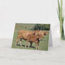 Buscar becerros tarjetas General y unisex