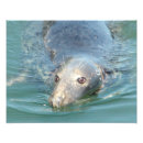 Buscar foca posters Foto