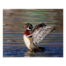 Buscar pato salvaje posters Fauna