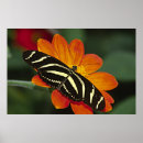 Buscar selva posters Mariposa