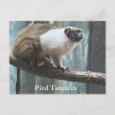 Buscar tamarin Fotografía