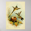 Buscar pájaros exóticos posters Flores