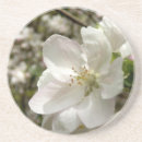 Buscar flora arenisca posavasos Naturaleza