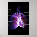 Buscar pulmones humanos posters Corazón