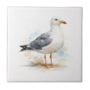 Buscar gaviotas azulejos Costero