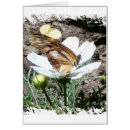 Buscar butterly Mariposa