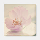 Buscar flor rosada suave Flor de cerezo