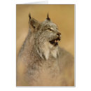 Buscar lince canadiense Gatos grandes