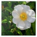 Buscar flower azulejos Jardín