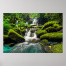 Buscar musgo posters Selva tropical