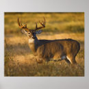 Buscar odocoileus Fauna