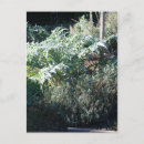 Buscar plantas de jardín postales Para ella