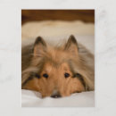 Buscar pedigrí postales Canina