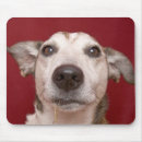Buscar aduana alfombrillas de raton Canino