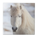 Buscar equus azulejos Caballo