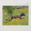 Buscar flores del campo postales Perro