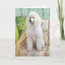 Buscar caniche tarjetas Animales