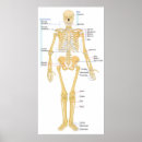 Buscar skelleton Esqueleto