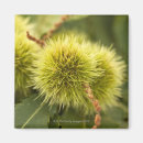 Buscar cocina cerrada imanes Naturaleza