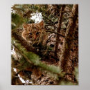 Buscar lince posters Animal