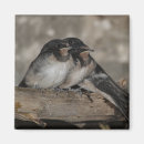 Buscar polluelo imanes Pájaro