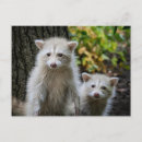 Buscar escondido postales Animales