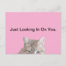 Buscar cat postales Felino