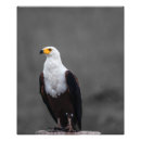 Buscar águila negra posters Fotografía