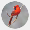 Buscar cardinales pegatinas Naturaleza