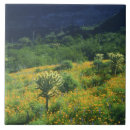 Buscar cactus amarillos azulejos Verde