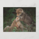 Buscar latrans del canis Animal
