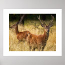 Buscar deer arte Naturaleza