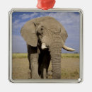 Buscar kenia adornos Mamífero