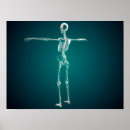 Buscar clavícula Anatomía